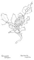 OREGNGRP.PCX
