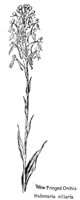 ORCHIS5.PCX