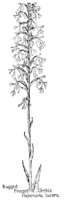 ORCHIS4.PCX
