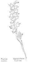 ORCHIS1.PCX