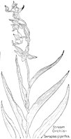 ORCHIS.PCX