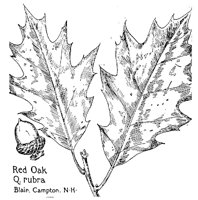 OAK9.PCX