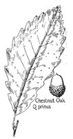 OAK8.PCX