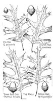 OAK6.PCX