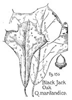 OAK5.PCX