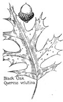 OAK3.PCX