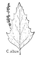 OAK19.PCX