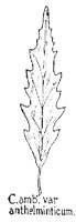 OAK18.PCX