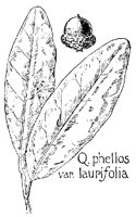 OAK16.PCX