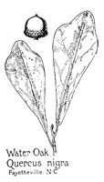 OAK13.PCX