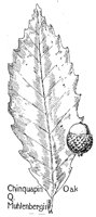 OAK12.PCX