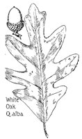 OAK.PCX