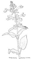 NETTLE1.PCX