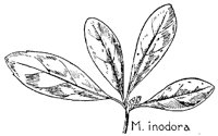 MYRICA6.PCX