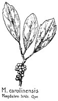 MYRICA5.PCX