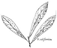 MYRICA4.PCX