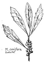 MYRICA.PCX