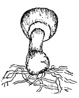 MUSHROOM.PCX