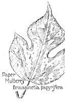 MULBERRY.PCX