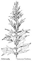 MOTHWORT.PCX