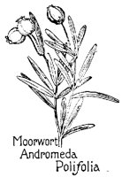 MOORWORT.PCX