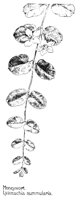 MONYWORT.PCX