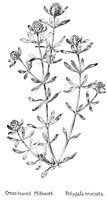 MILKWORT.PCX