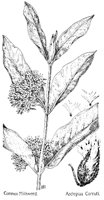 MILKWEED.PCX