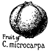 MICRCRPA.PCX