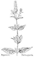 MENTHA3.PCX