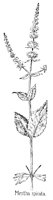 MENTHA.PCX