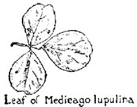 MEDICAG.PCX
