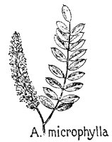 MCRPHYLA.PCX
