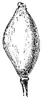 MAYAPPLE.PCX