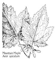 MAPLE4.PCX