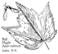 MAPLE3.PCX
