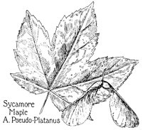 MAPLE2.PCX