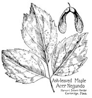 MAPLE.PCX