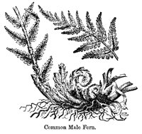 MALEFERN.PCX