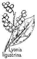 LYONIA.PCX