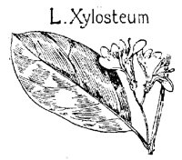 LXYLOSTM.PCX