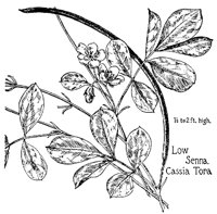 LOWSENNA.PCX
