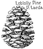 LOBPINE.PCX