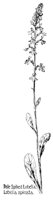 LOBELIA2.PCX