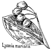 LMARIANA.PCX