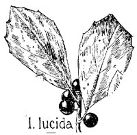 LLUCIDA.PCX