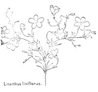 LINIFLRS.PCX