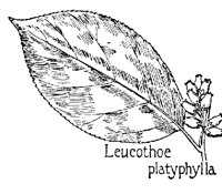 LEUCOTH2.PCX