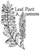 LEADPLNT.PCX