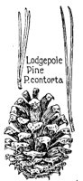 LDGEPINE.PCX